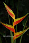 Heliconia bihai 'Kamehameha'